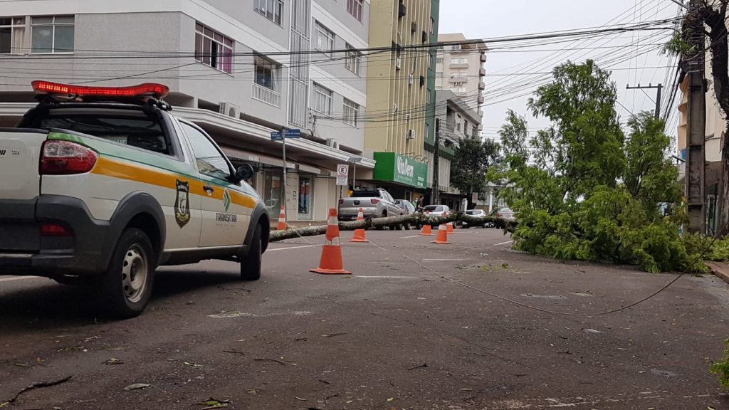 Transitar sinaliza Rua Duque de Caxias após queda de árvore Transitar sinaliza Rua Duque de Caxias após queda de árvore