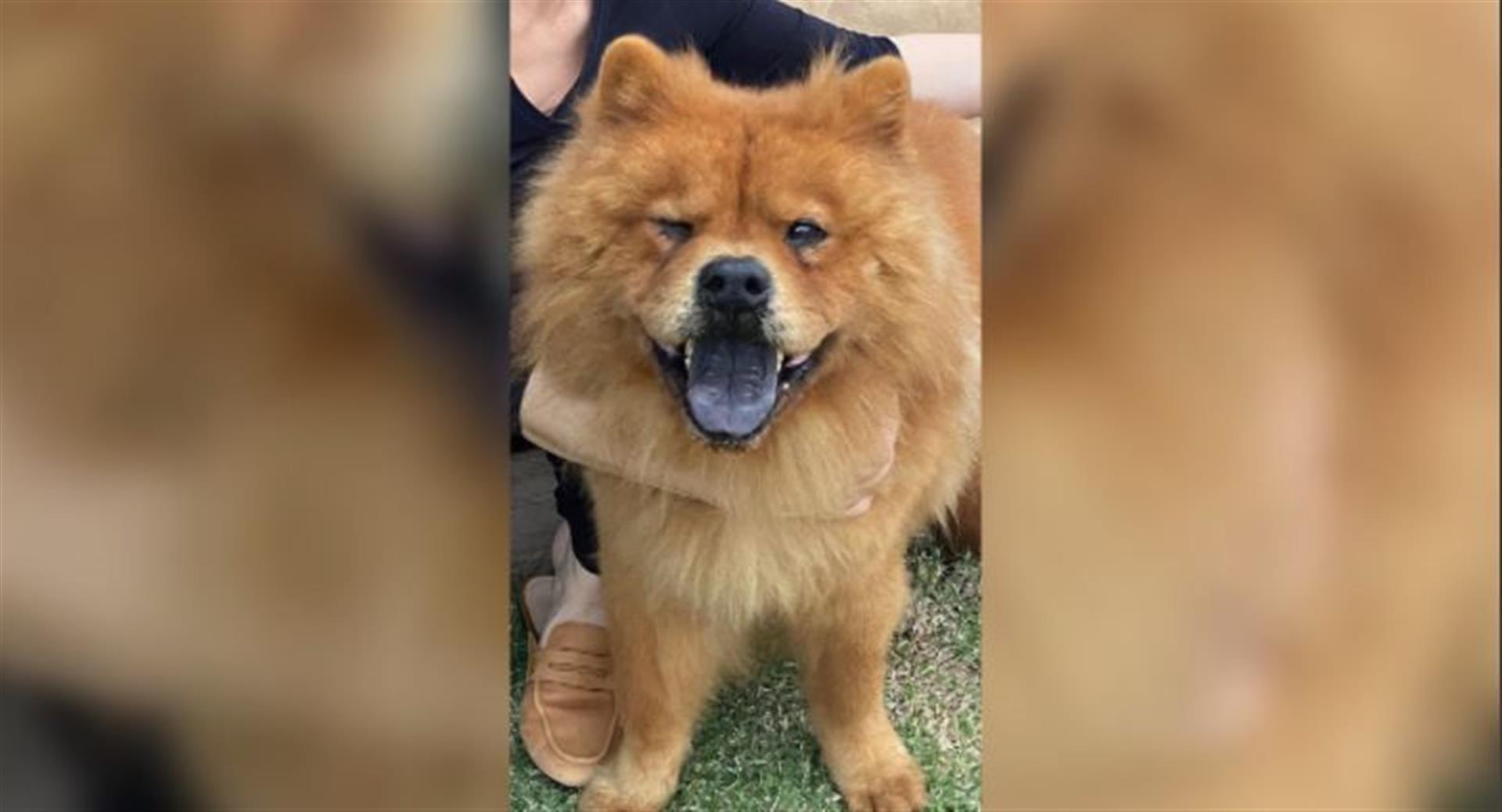 Chow chow cheap simba