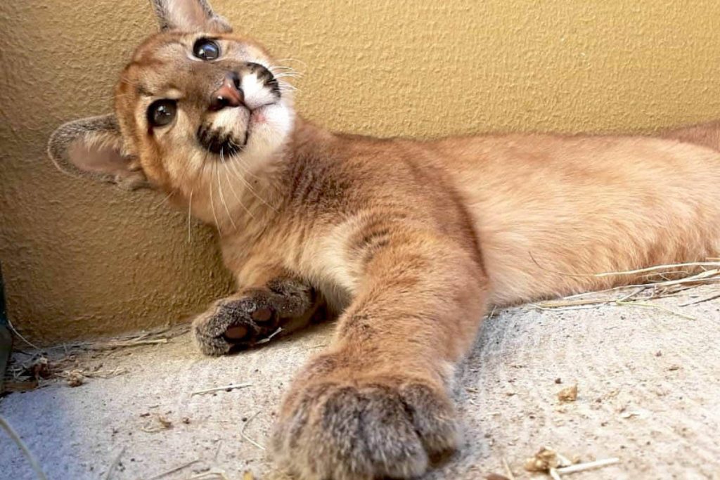 Onça que recebeu tratamento com células-tronco é nova moradora do Zoológico de Curitiba