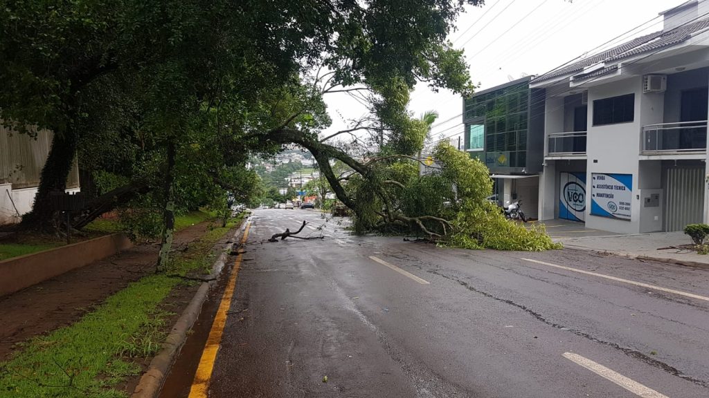 Árvore caída interdita Rua Marechal Cândido Rondon no Bairro Canadá
