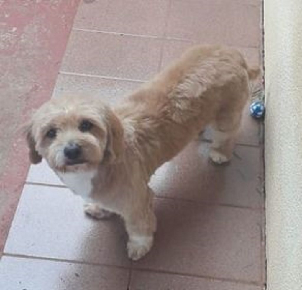 Cachorro Paçoca está desaparecido