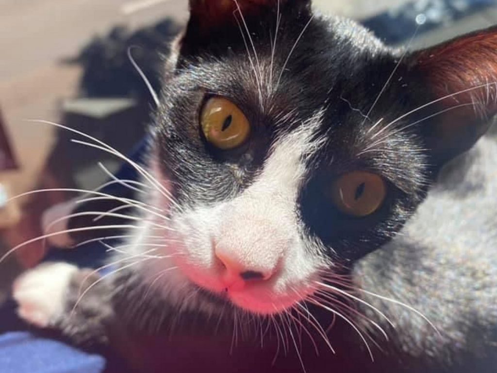 Gato ‘Jared’ está desparecido e dona oferece R$ 100 de recompensa a quem devolvê-lo
