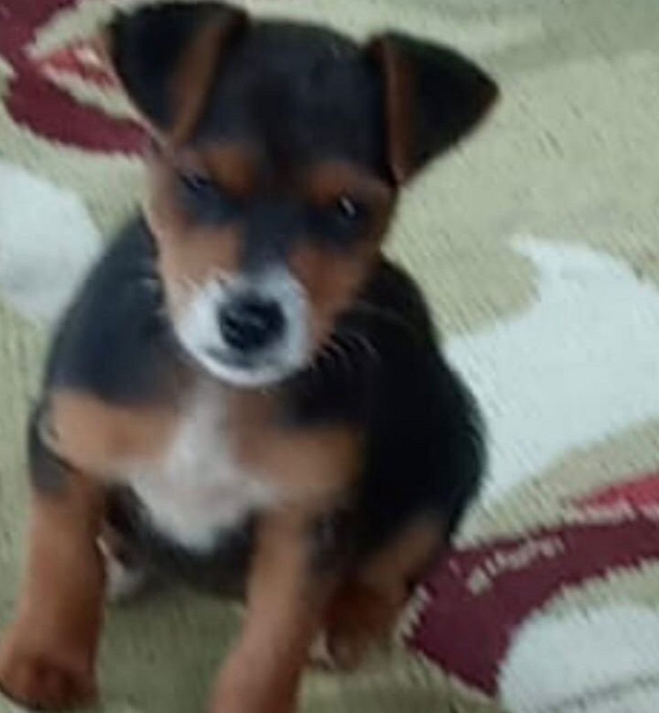 Moradora do Bairro Floresta oferece recompensa a quem encontrar e devolver a cachorrinha ‘Lica’