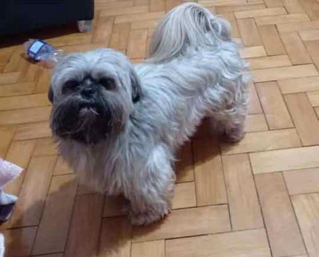 Cachorro Thomas está desaparecido; oferece-se recompensa