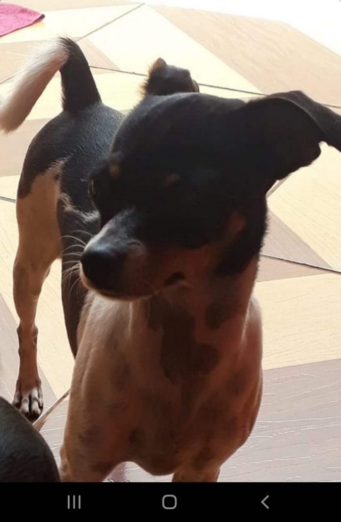 Cachorrinha está desaparecida no Tarumã