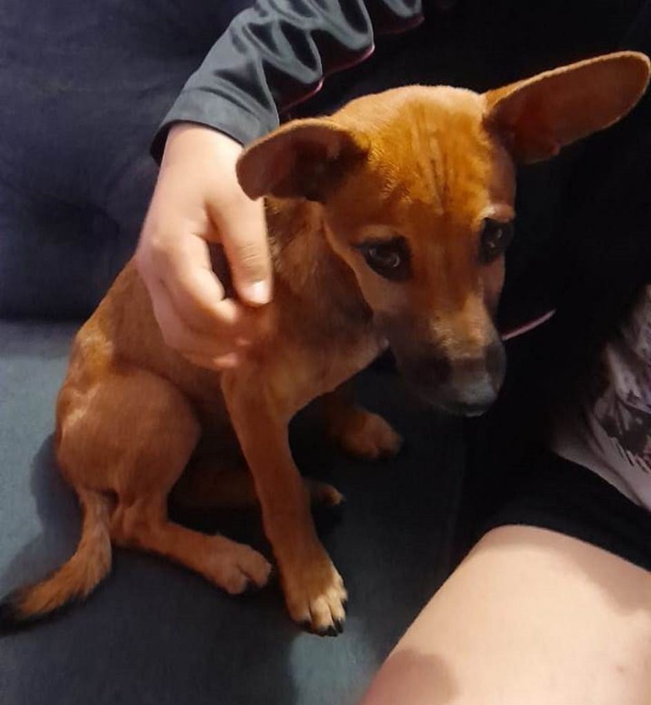 Filhotes são encontrados no Santa Felicidade