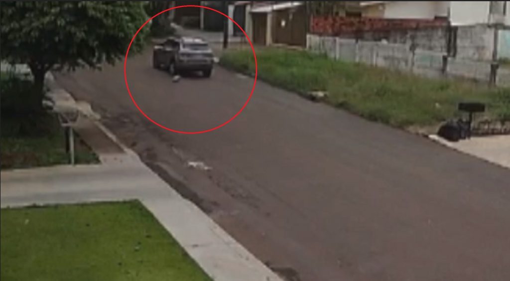 Gata é atropelada por carro e tutora fica indignada pela falta de auxílio do motorista, que não parou para socorrê-la
