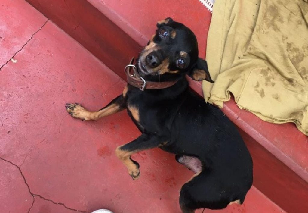 Cachorrinho “Toby” está desaparecido nas proximidades do Parque São Paulo