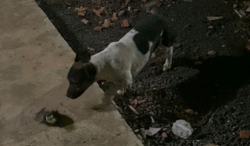 Cachorrinha está desaparecida nas proximidades do Bairro Brasília e dono oferece recompensa