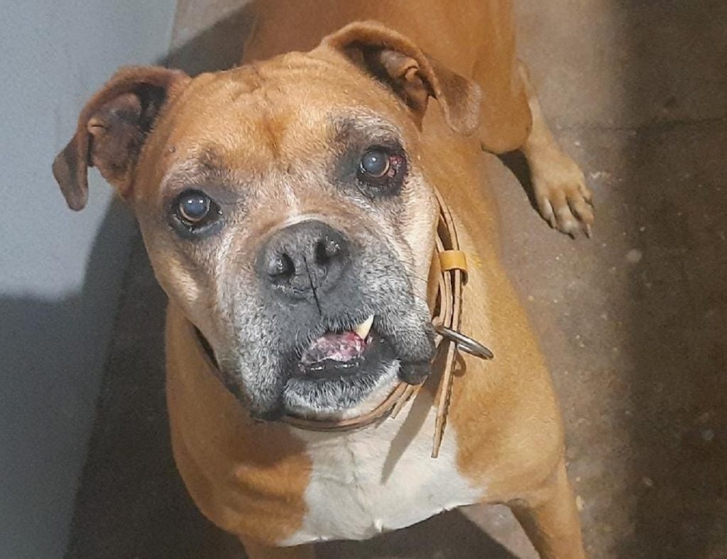 Cachorro “Thor” está desaparecido e dona pede ajuda para localizá-lo
