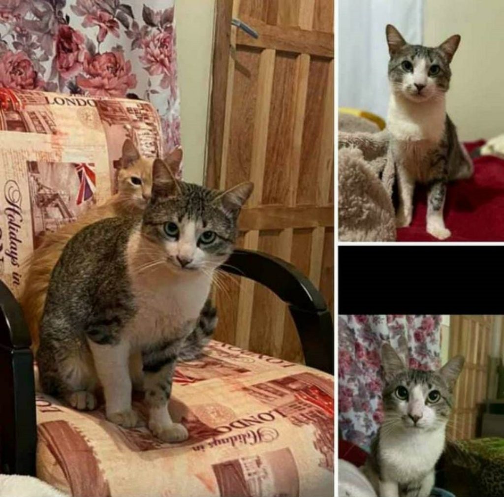 Gato Theodoro sumiu no Conjunto São Francisco