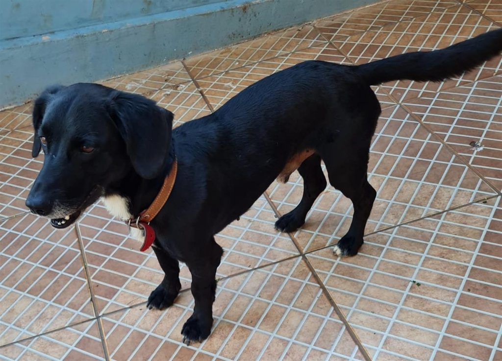 Internauta que encontrou cachorrinho no dia 8 de outubro ainda tenta devolvê-lo ao dono