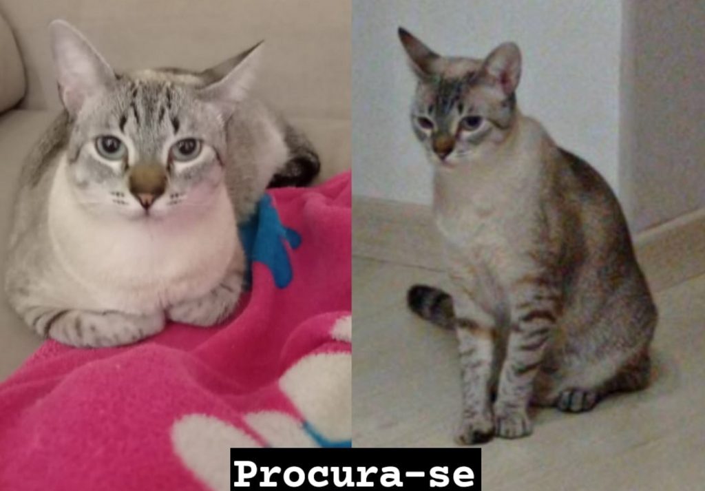 Gato de estimação está desaparecido na região do Bairro Maria Luiza