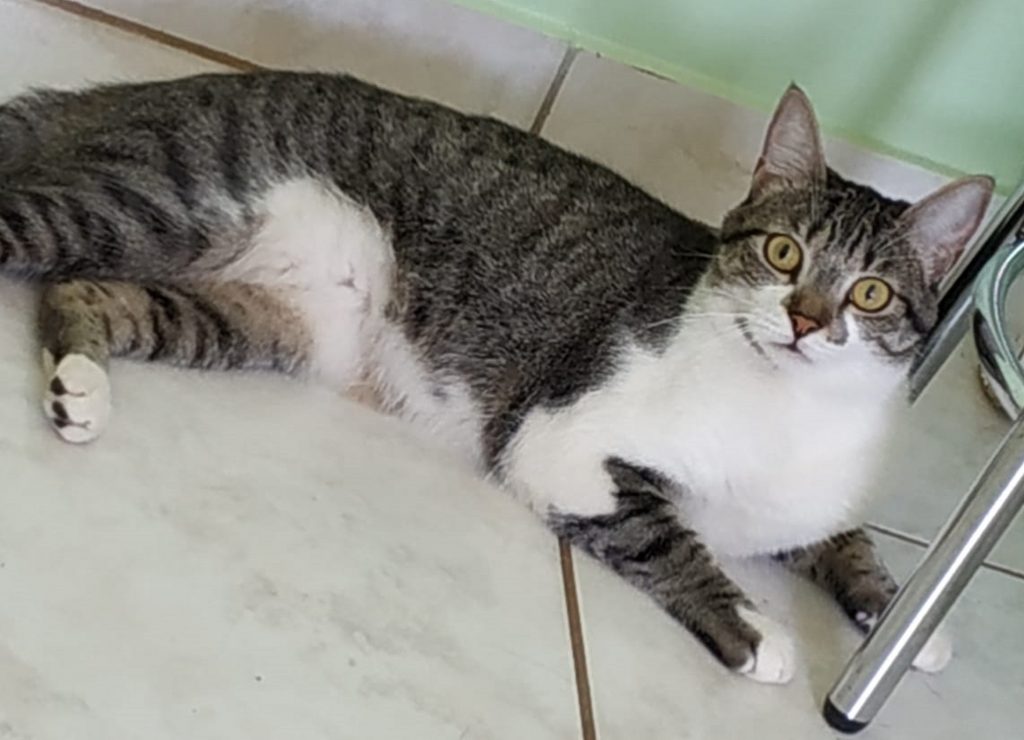 Gatinha está sendo procurada na região do Bairro Canadá