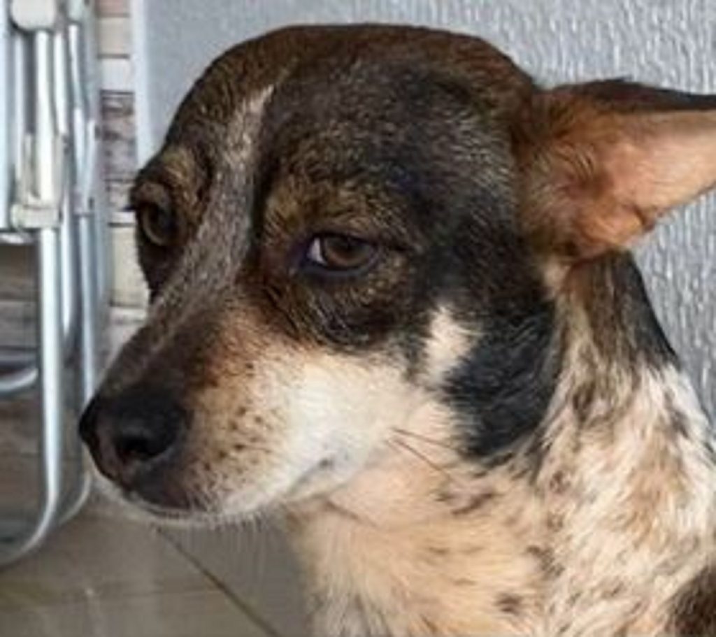 Cachorrinha foi resgatada no Bairro Neva