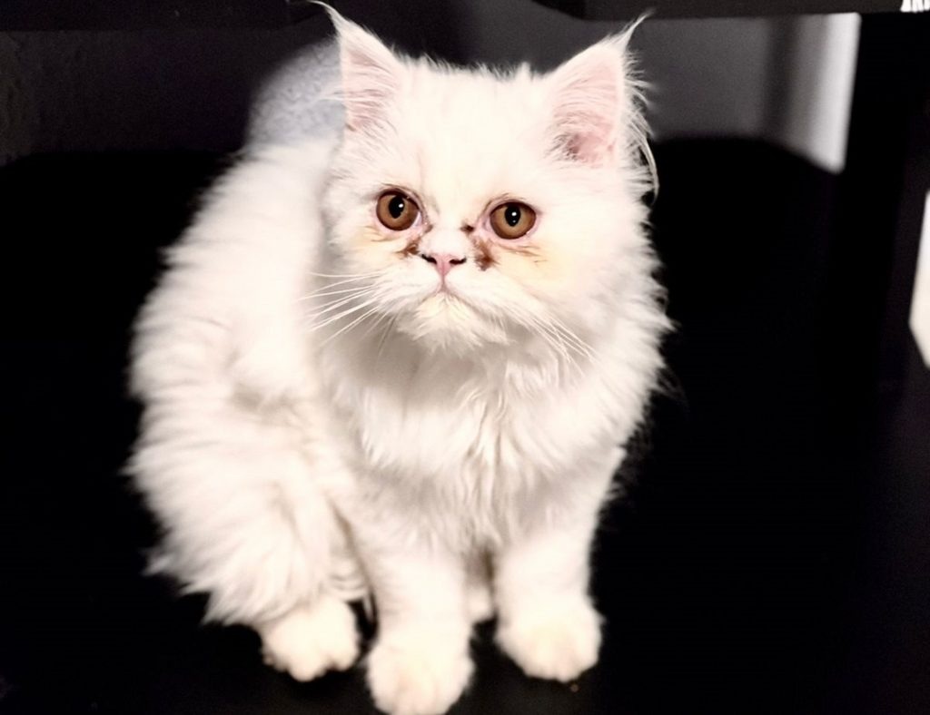 Oferecida recompensa a quem encontrar e devolver gata persa desaparecida no Montreal
