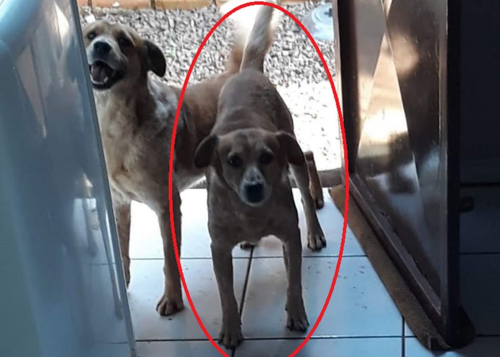 Cachorrinho ‘Faísca’ está desaparecido na região entre a Neva e o Alto Alegre