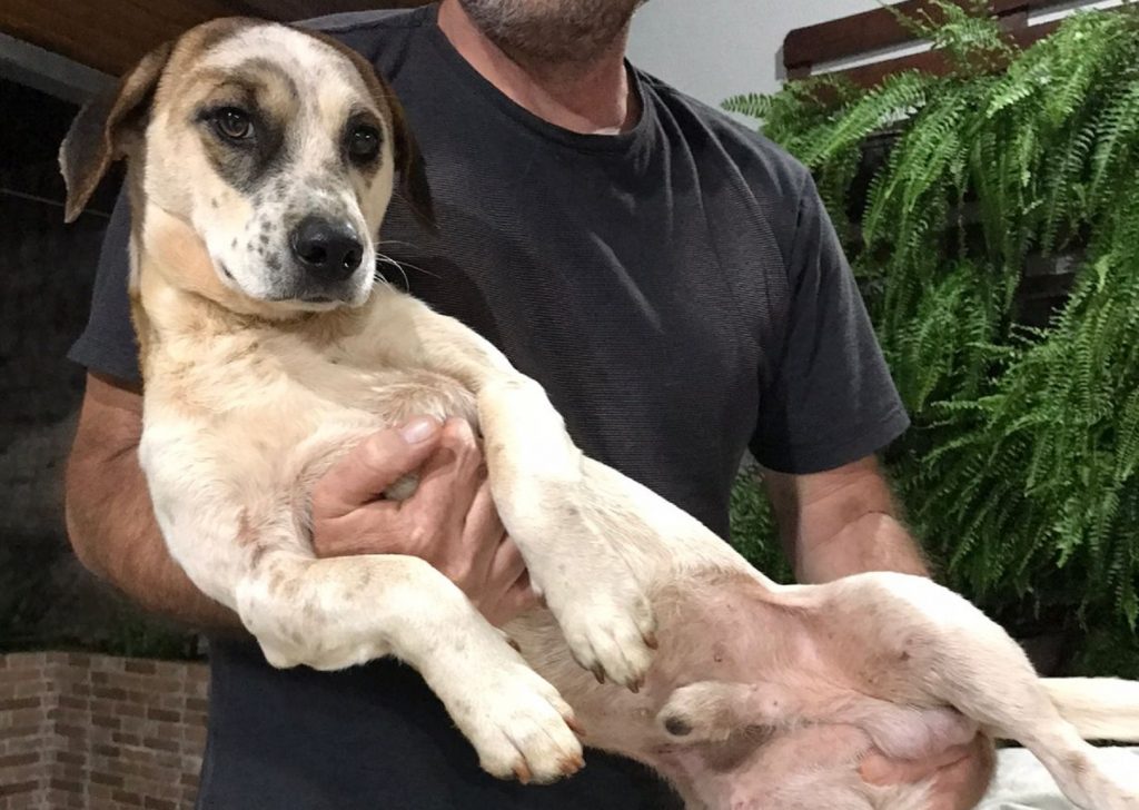 Morador do Parque São Paulo encontra e acolhe cão de estimação; ele deseja devolvê-lo ao tutor