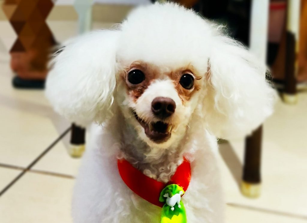 Cachorrinho ‘Fred’ está desaparecido no Bairro São Cristóvão