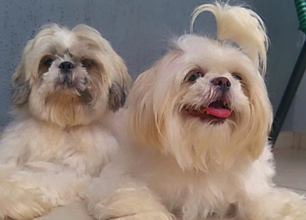 Dois cães escapam de imóvel na região do Bairro Interlagos e tutora pede ajuda para encontrá-los