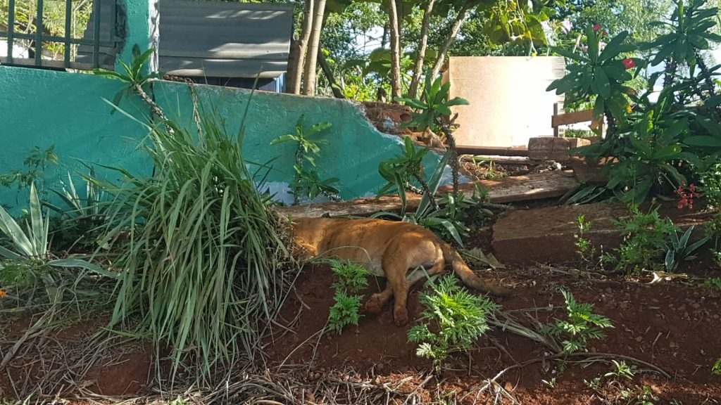 Abelhas voltam a atacar e matar cachorros em Cascavel