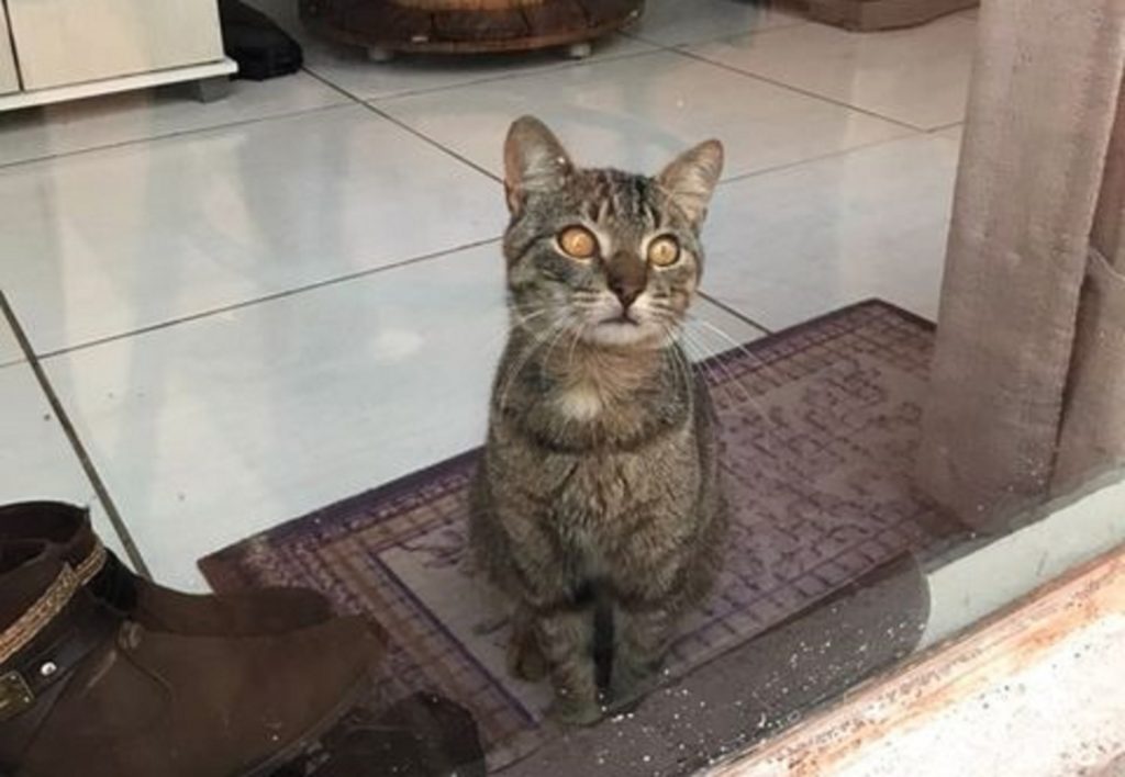 Moradora do Pacaembu encontrou e acolheu gato de estimação; ela deseja devolver o animal ao tutor