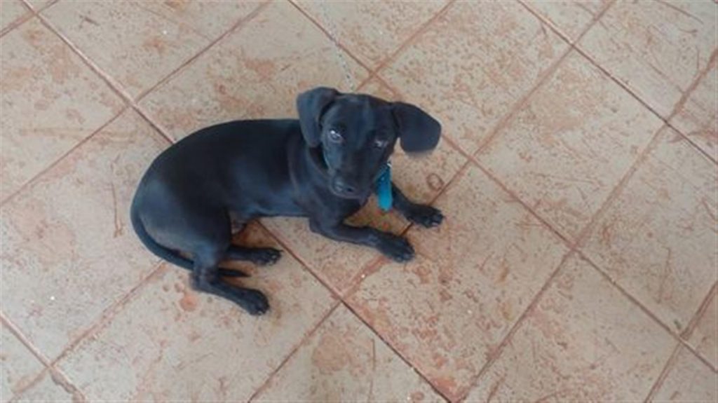 Cachorrinho de estimação está desaparecido na região do Bairro Alto Alegre