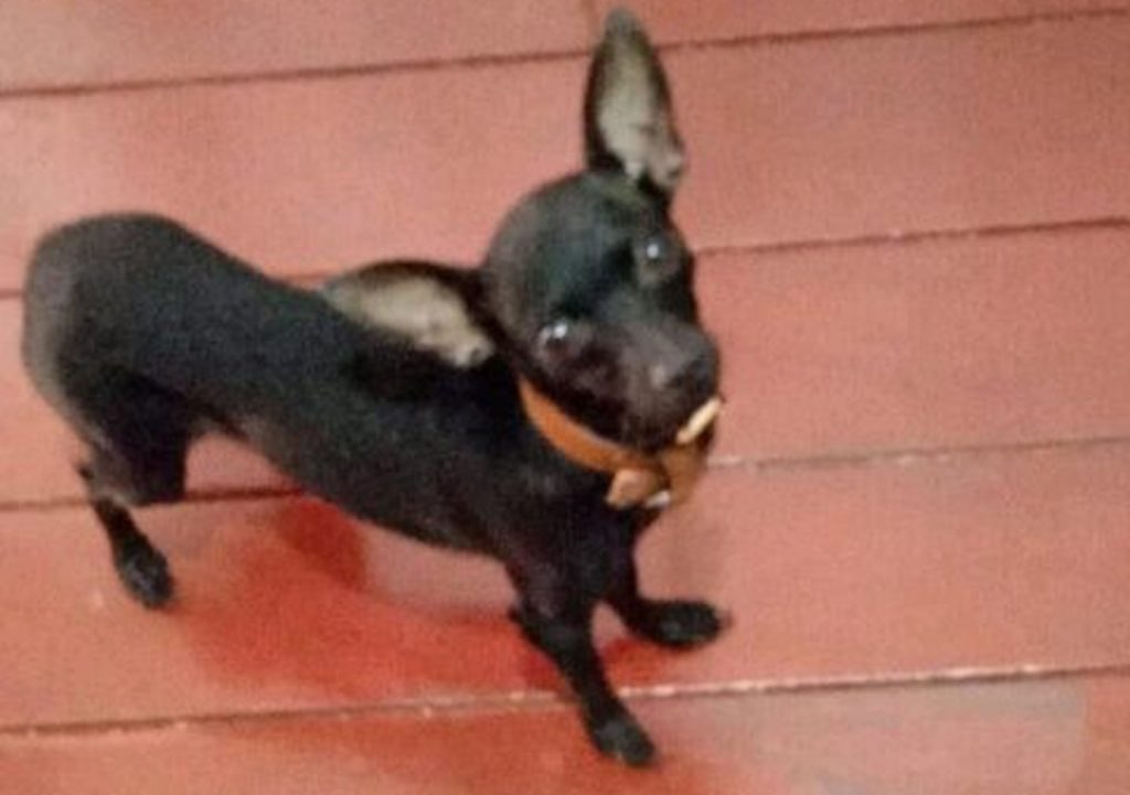 Cachorrinha que pertence a uma criança está desaparecida na região do Cascavel Velho