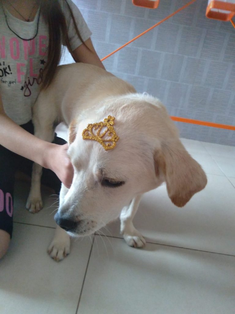 Cachorrinha é encontrada no Maria Luiza