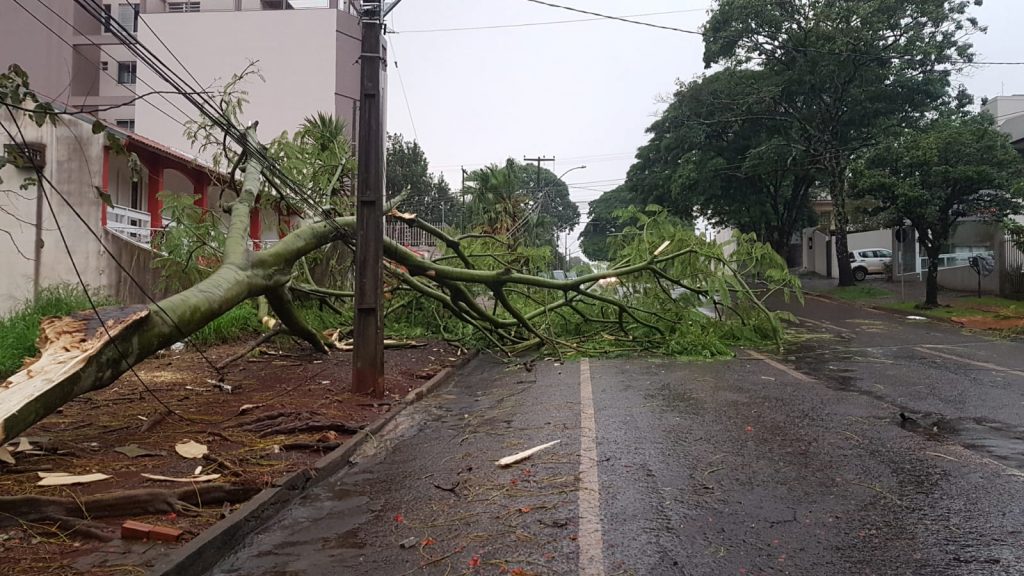 Árvore cai e bloqueia parte da Rua Antonina, no Centro