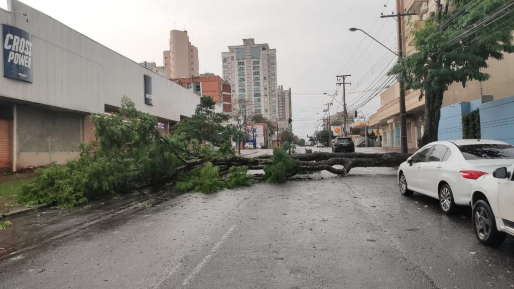 Queda de árvore interdita por completo a Rua Rio de Janeiro, no Centro