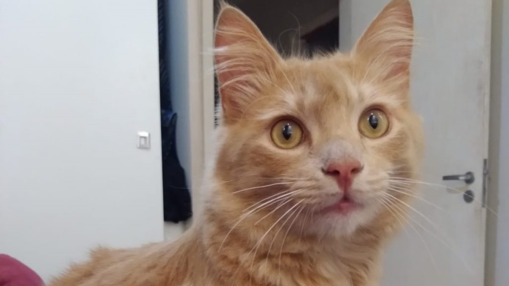 Gato ‘Lelinho’ está desaparecido na região do Bairro Claudete