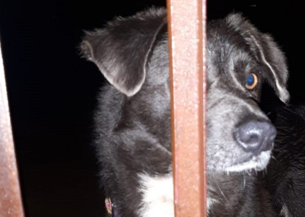 Cachorrinha com coleira é encontrada no Bairro Santa Cruz