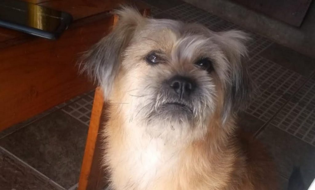 Cachorrinha ‘Bella’ está desaparecida no Santa Felicidade e donos oferecem recompensa a quem devolvê-la