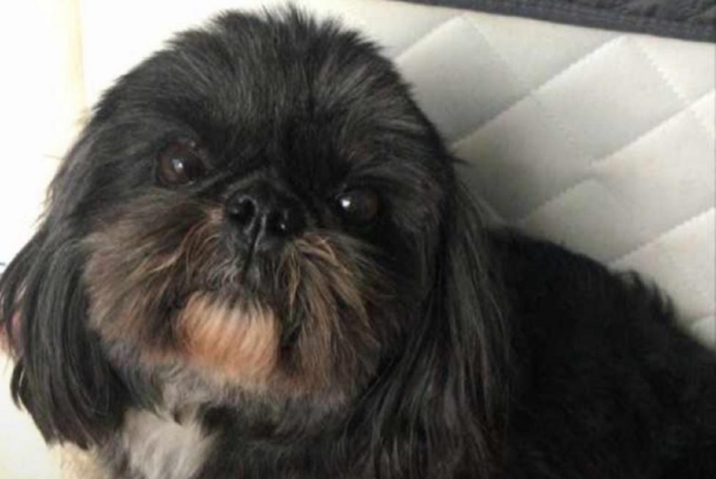 Cão da raça shih tzu está desaparecido na Região do Lago