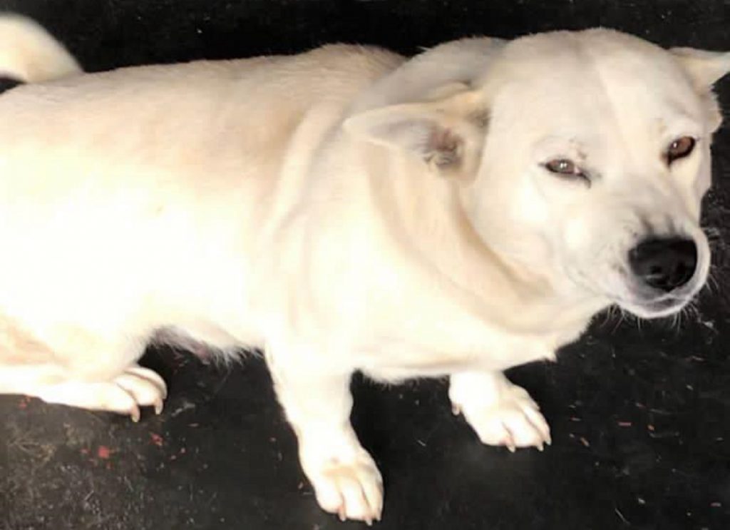 Cachorrinha ‘Branquinha’ está desaparecida na região do Bairro Floresta