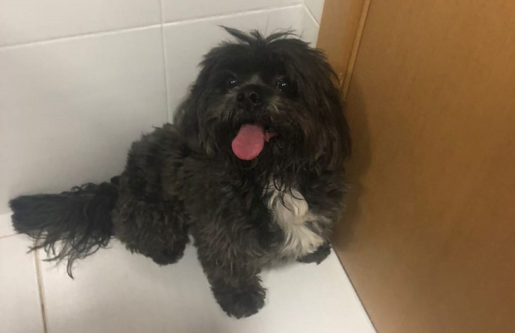 Cachorrinho é encontrado e acolhido no Centro de Cascavel; internauta deseja devolvê-lo ao dono