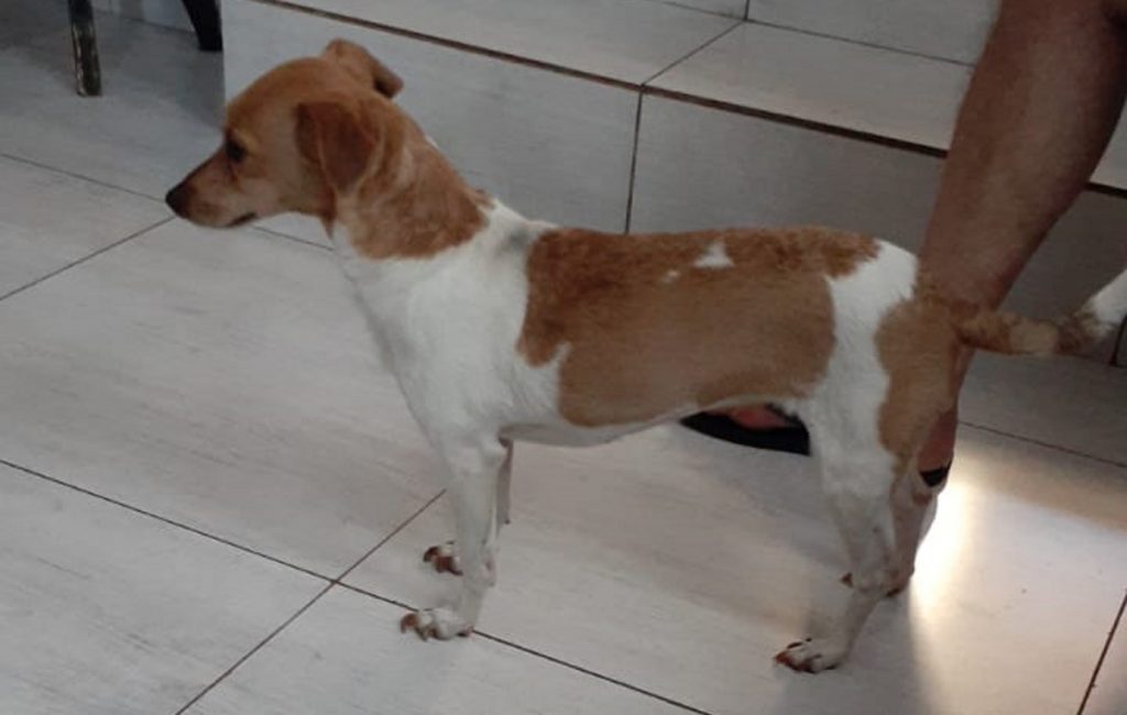 Cachorrinha é encontrada em via pública e internauta deseja devolvê-la aos donos