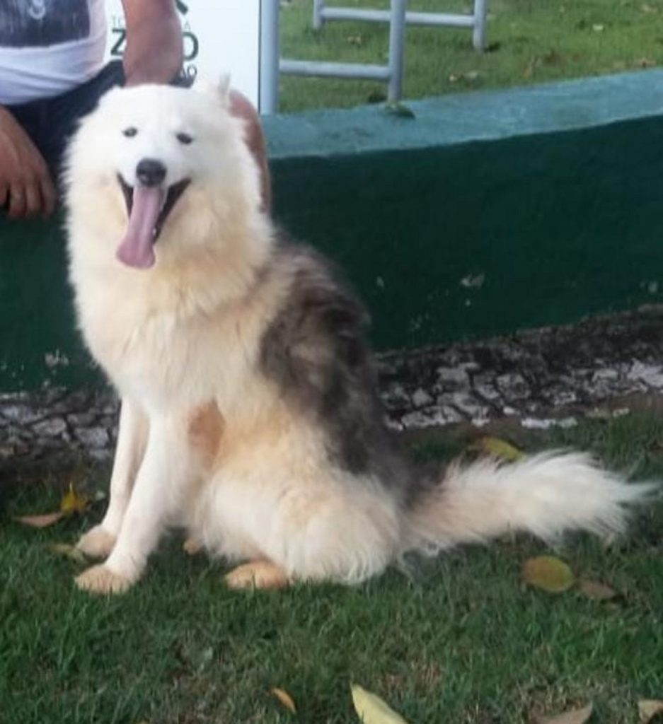 Cão ‘Simba’ está desaparecido na região do Tropical e donos pedem ajuda para encontrá-lo