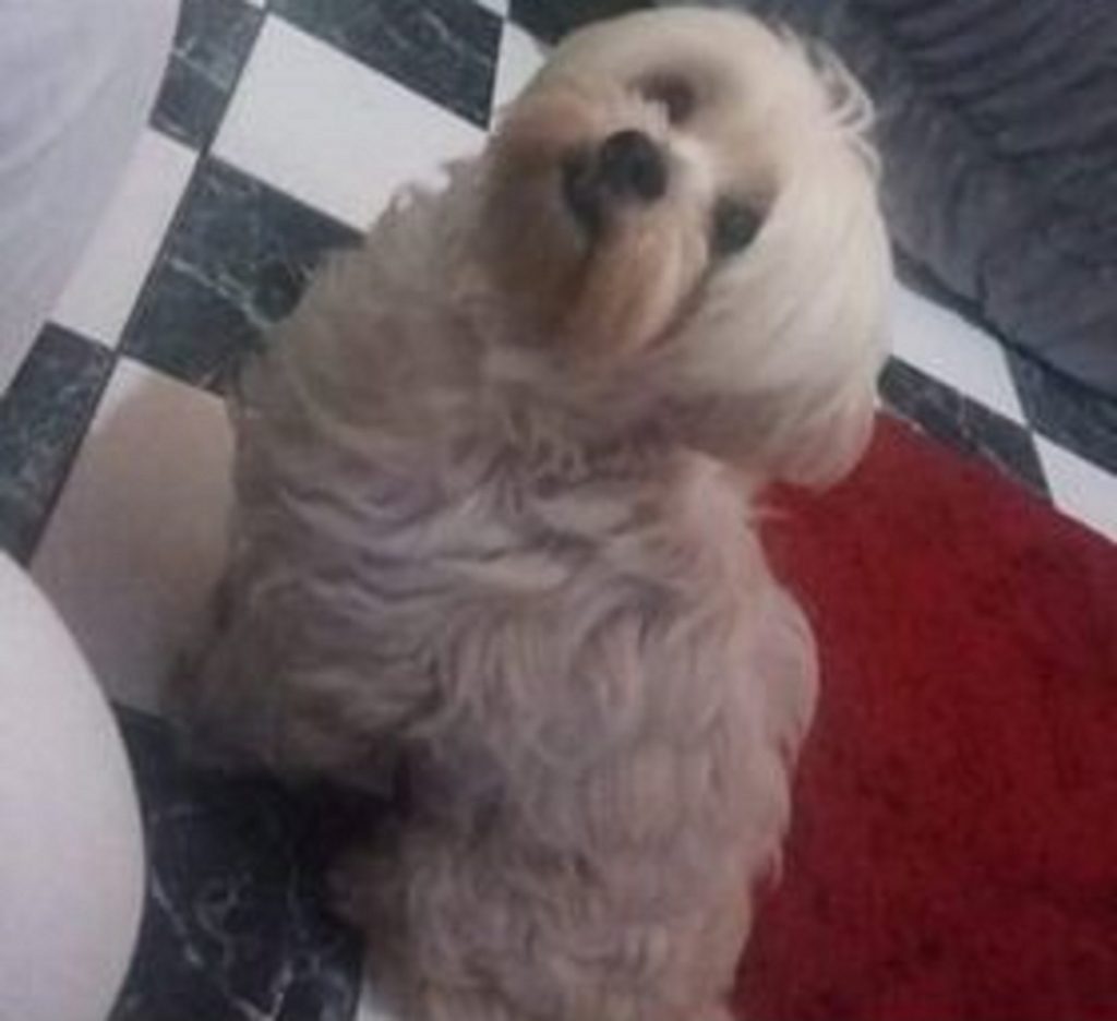 Cãozinho de estimação está desaparecido na Região do Lago