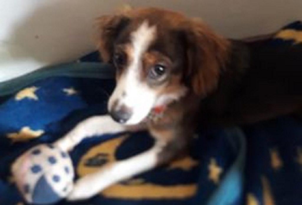 Internauta encontra cachorrinha e deseja devolvê-la aos donos