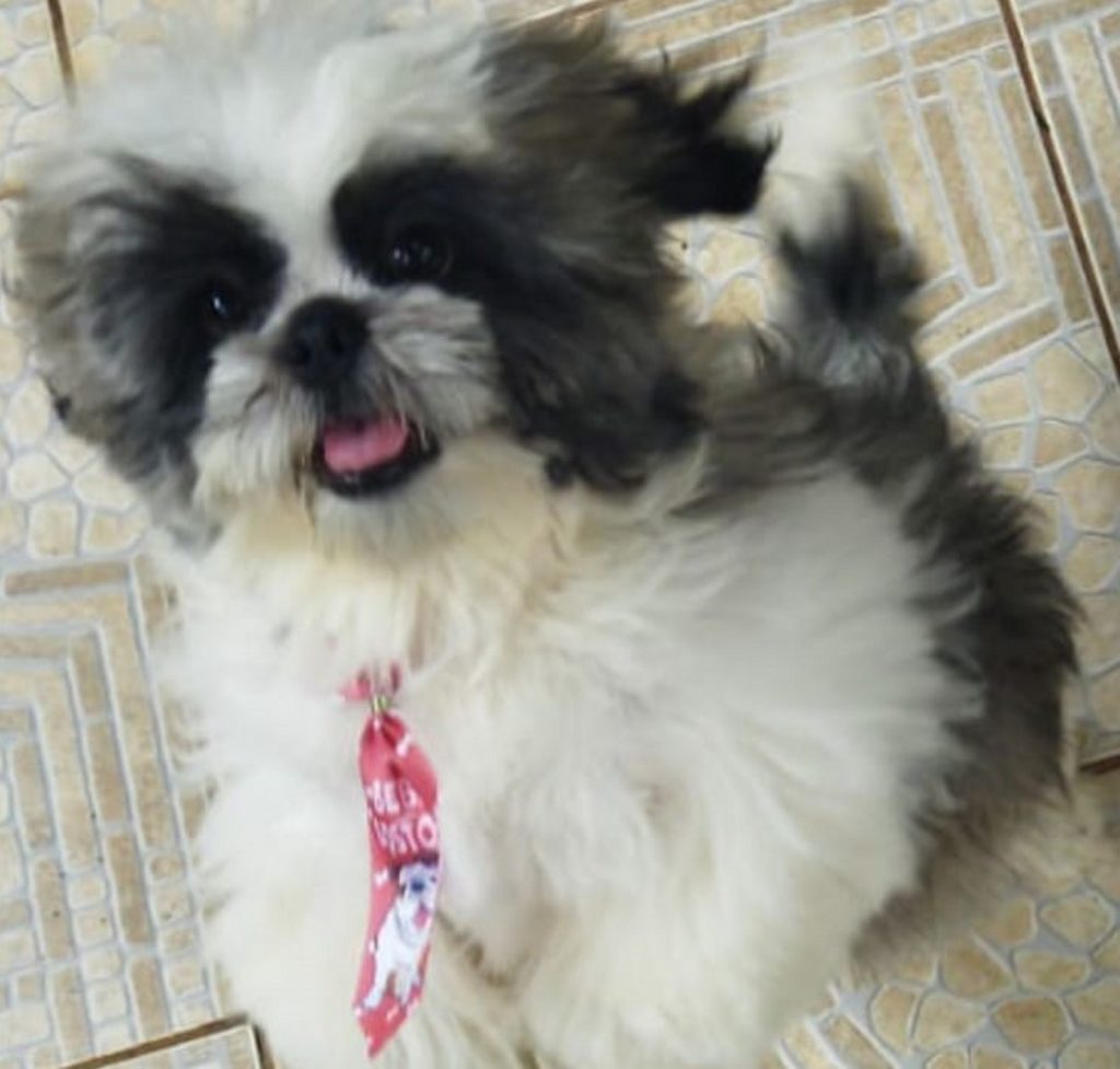 Cachorrinho da raça shih tzu está desaparecido na região do Bairro Neva