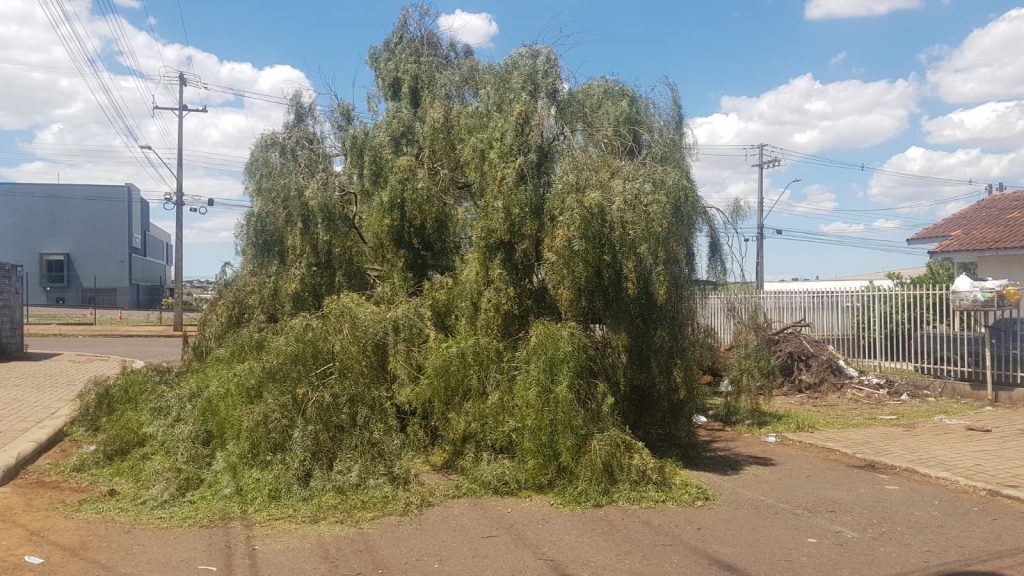 Moradores reclamam de árvore caída no Bairro Esmeralda em Cascavel