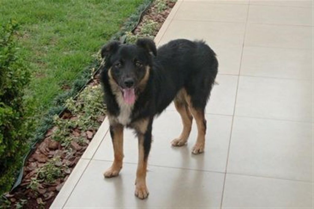 Internauta encontra e acolhe cachorro que estava em via pública; ela deseja devolvê-lo ao dono