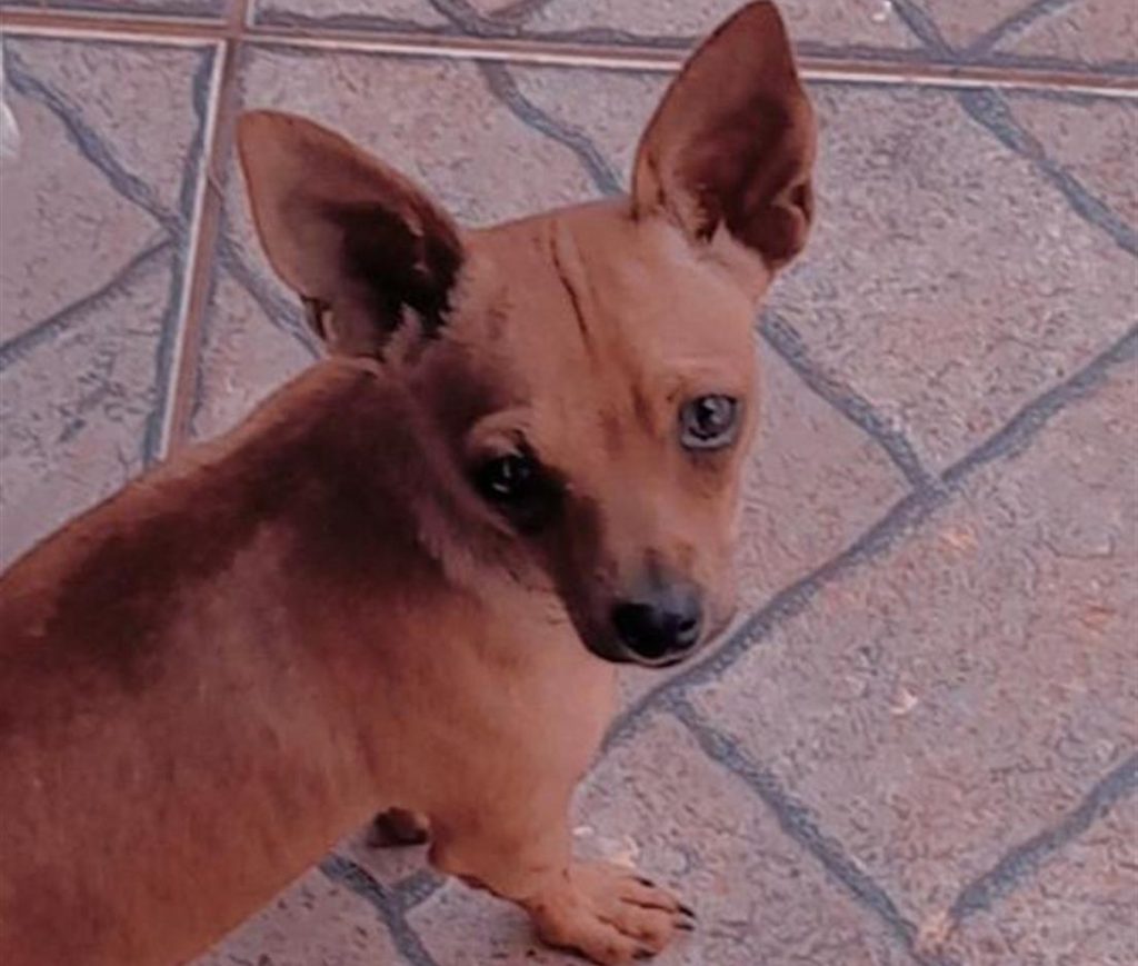Cão da raça pinscher está desaparecido e donos oferecem recompensa a quem localizá-lo