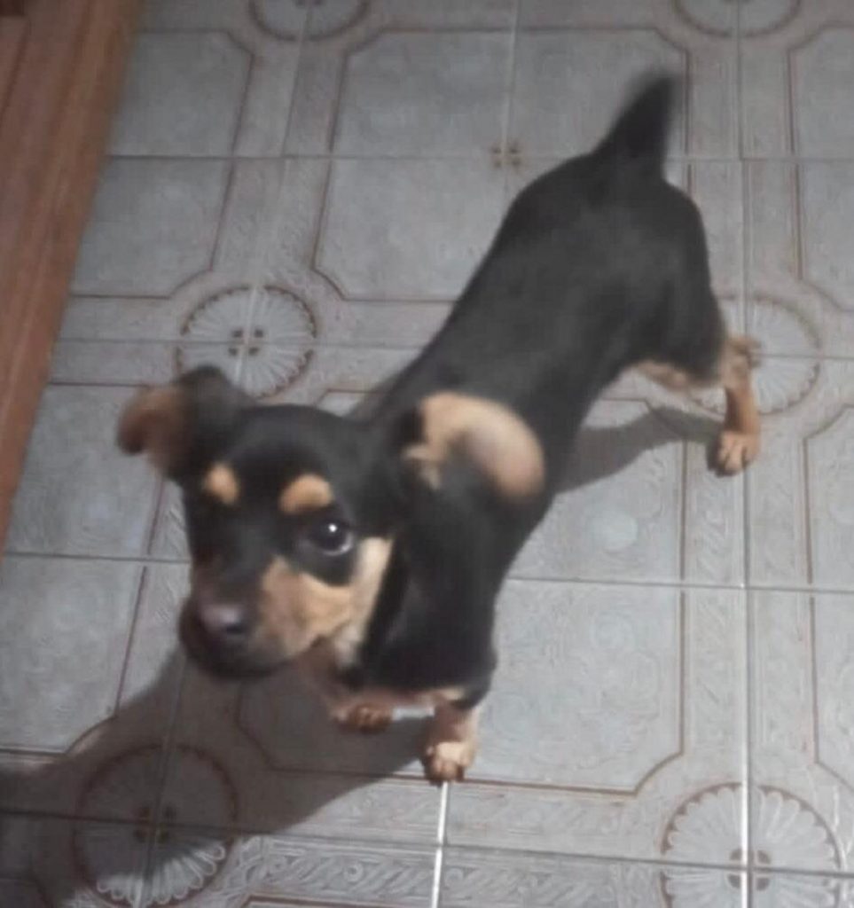 Cachorrinha é encontrada e acolhida na Rua Mobral, no Maria Luiza; moradora deseja devolvê-la ao donos