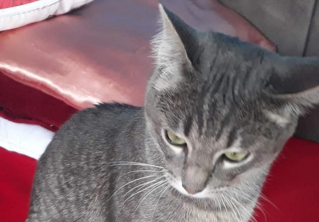 Gato ‘Tom’ está desaparecido na região entre o Conjunto Riviera e Florais do Paraná