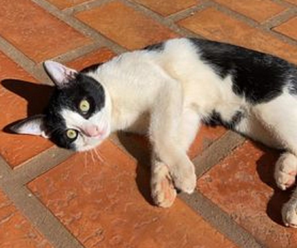 Internauta tentar localizar gatinho que sumiu