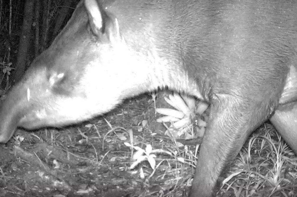 Com flagra histórico, biólogos realizam novo estudo da fauna para a Nova Ferroeste