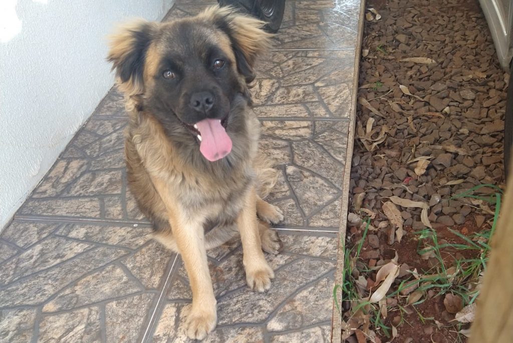 Cão aparece em empresa no Bairro Cataratas e internauta deseja devolvê-lo ao dono